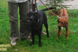 FATIMA BAHATI MANABOMI _ Rhodesian Ridgeback