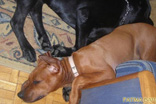 FATIMA BAHATI MANABOMI _ Rhodesian Ridgeback