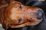 FATIMA BAHATI MANABOMI _ Rhodesian Ridgeback