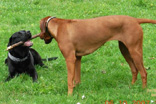 FATIMA BAHATI MANABOMI _ Rhodesian Ridgeback