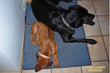 FATIMA BAHATI MANABOMI _ Rhodesian Ridgeback