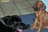 FATIMA BAHATI MANABOMI _ Rhodesian Ridgeback