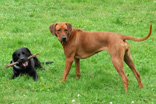 FATIMA BAHATI MANABOMI _ Rhodesian Ridgeback