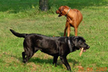 FATIMA BAHATI MANABOMI _ Rhodesian Ridgeback