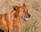 FATIMA BAHATI MANABOMI _ Rhodesian Ridgeback