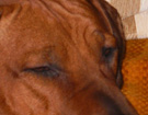 FATIMA BAHATI MANABOMI _ Rhodesian Ridgeback