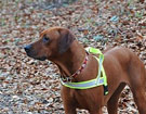 FATIMA BAHATI MANABOMI _ Rhodesian Ridgeback