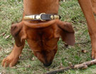 FATIMA BAHATI MANABOMI _ Rhodesian Ridgeback