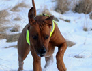 FATIMA BAHATI MANABOMI _ Rhodesian Ridgeback