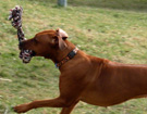 FATIMA BAHATI MANABOMI _ Rhodesian Ridgeback