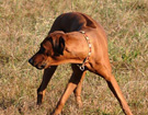 FATIMA BAHATI MANABOMI _ Rhodesian Ridgeback