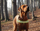 FATIMA BAHATI MANABOMI _ Rhodesian Ridgeback