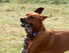 FATIMA BAHATI MANABOMI _ Rhodesian Ridgeback