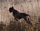 FATIMA BAHATI MANABOMI _ Rhodesian Ridgeback