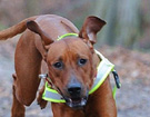 FATIMA BAHATI MANABOMI _ Rhodesian Ridgeback