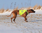 FATIMA BAHATI MANABOMI _ Rhodesian Ridgeback