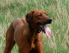 FATIMA BAHATI MANABOMI _ Rhodesian Ridgeback