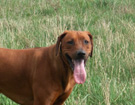 FATIMA BAHATI MANABOMI _ Rhodesian Ridgeback