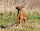 FATIMA BAHATI MANABOMI _ Rhodesian Ridgeback