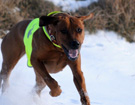 FATIMA BAHATI MANABOMI _ Rhodesian Ridgeback