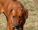 FATIMA BAHATI MANABOMI _ Rhodesian Ridgeback