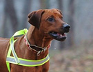 FATIMA BAHATI MANABOMI _ Rhodesian Ridgeback