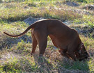 FATIMA BAHATI MANABOMI _ Rhodesian Ridgeback