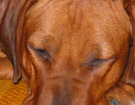 FATIMA BAHATI MANABOMI _ Rhodesian Ridgeback