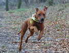 FATIMA BAHATI MANABOMI _ Rhodesian Ridgeback