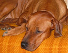 FATIMA BAHATI MANABOMI _ Rhodesian Ridgeback