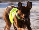 FATIMA BAHATI MANABOMI _ Rhodesian Ridgeback