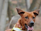 FATIMA BAHATI MANABOMI _ Rhodesian Ridgeback