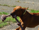 FATIMA BAHATI MANABOMI _ Rhodesian Ridgeback