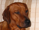 FATIMA BAHATI MANABOMI _ Rhodesian Ridgeback