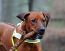 FATIMA BAHATI MANABOMI _ Rhodesian Ridgeback