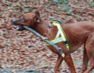 FATIMA BAHATI MANABOMI _ Rhodesian Ridgeback