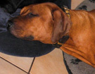 FATIMA BAHATI MANABOMI _ Rhodesian Ridgeback