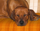 FATIMA BAHATI MANABOMI _ Rhodesian Ridgeback