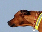 FATIMA BAHATI MANABOMI _ Rhodesian Ridgeback