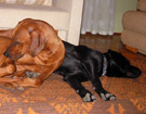 FATIMA BAHATI MANABOMI _ Rhodesian Ridgeback & WEGA