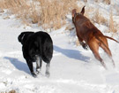 FATIMA BAHATI MANABOMI _ Rhodesian Ridgeback & WEGA