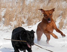 FATIMA BAHATI MANABOMI _ Rhodesian Ridgeback & WEGA