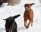 FATIMA BAHATI MANABOMI _ Rhodesian Ridgeback & WEGA