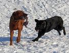 FATIMA BAHATI MANABOMI _ Rhodesian Ridgeback & WEGA