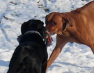 FATIMA BAHATI MANABOMI _ Rhodesian Ridgeback & WEGA