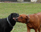 FATIMA BAHATI MANABOMI _ Rhodesian Ridgeback & WEGA