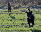 FATIMA BAHATI MANABOMI _ Rhodesian Ridgeback & WEGA