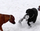 FATIMA BAHATI MANABOMI _ Rhodesian Ridgeback & WEGA