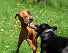 FATIMA BAHATI MANABOMI _ Rhodesian Ridgeback & WEGA