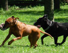 FATIMA BAHATI MANABOMI _ Rhodesian Ridgeback & WEGA